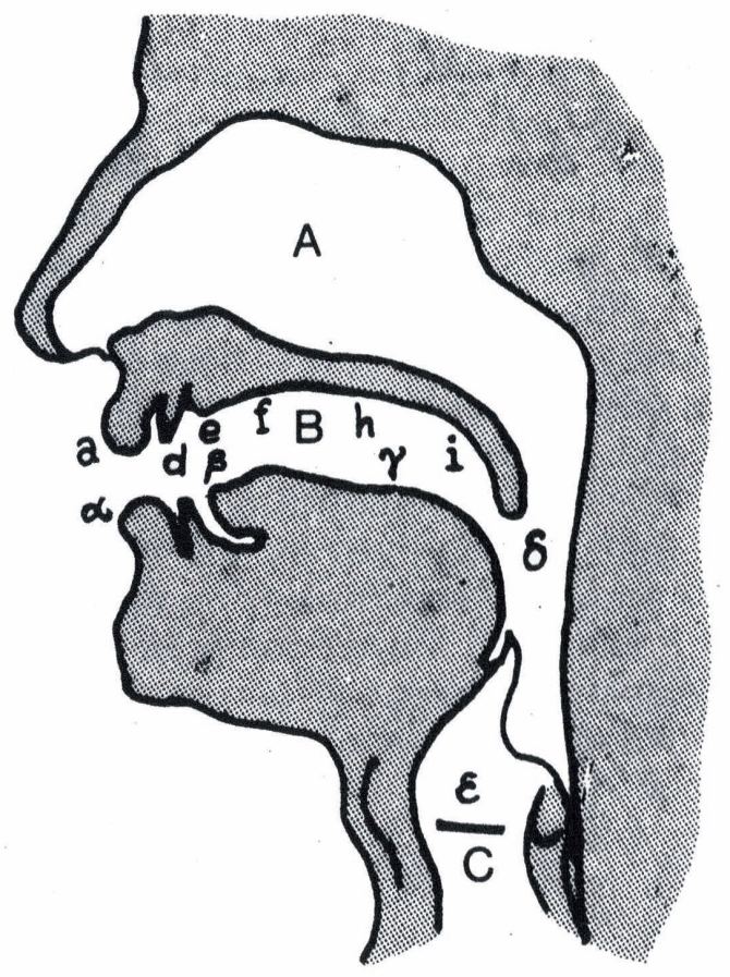 Diagram of airways in human mouth and throat